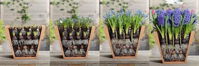 Use these sprays before and after winter because onion grass is a perennial plant. Planting Bulbs In Containers