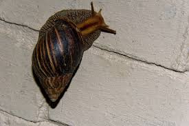 Pomacea maculata (perry 1810), the most common of the nonindigenous applesnails, is called island applesnail. The Largest Snail I Have Ever Seen Carnegie Museum Of Natural History