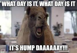 Funny camel hump day guess what day it is mike! Hump Day Camel Imgflip
