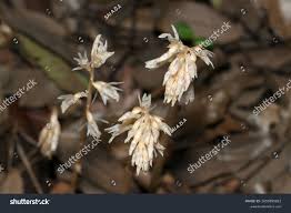 Image result for Epipogium roseum