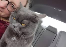 Would eating only chanterelles make your poop golden?