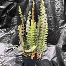 Image result for Pleopeltis