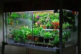 Orchidarium Changes Orchid Care Orchid Plants Orchids