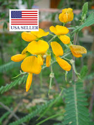 Image result for Sesbania brevipedunculata