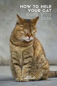 Check spelling or type a new query. Pin On Tips For Pet Owners