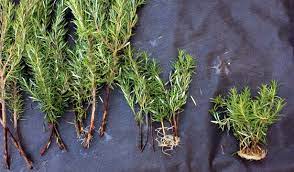 This plant can be a bit slow to form roots, so if you want to speed up the process, try dipping the cut end in rooting hormone ($5, walmart) before placing it in water. How To Propagate Rosemary 2 Key Tricks Tastylandscapetastylandscape
