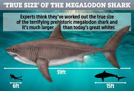 Blue whale size comparison chart. Prehistoric Megalodon Shark Was A Mammoth 60 Feet Long And Had Teeth The Size Of Bricks Scientists Reveal