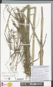 Image result for Hyparrhenia diplandra