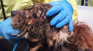 Maybe you would like to learn more about one of these? Bc Spca Rescues 45 Havanese Dogs On Vancouver Island Bc Spca