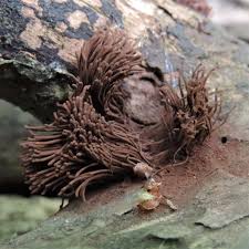 Image result for Stemonitis splendens