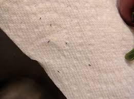 small insects in kitchen cupboards