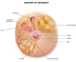 Big Areola: What Does It Mean?