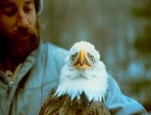 New York State Bald Eagle Report 2010