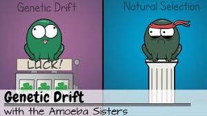 Monohybrid cross problems worksheet printable worksheets and. Genetic Drift Recap Answer Key By The Amoeba Sisters Answer Key