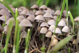 Image result for Psilocybin