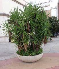 Free for commercial use no attribution required high quality images. Yucca Plant Care Growing The Yucca Tree How To