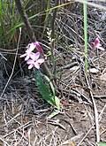 Image result for Lapeirousia littoralis