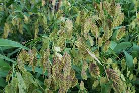 Image result for Sporobolus consimilis