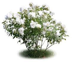 Pin On Cut Out Plants