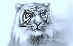 Hoe Teken Je Een Tijger Dieren Tekenen 19 Dit Is Het Filmpje Die Gebruikt Heb Om Mijn Tekening Te Maken Dieren Tekenen Aquarel Leeuw Dingen Om Te Tekenen