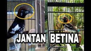 Bentuk kepala jantan sedikit rata dan juga lebih besar dari betinanya yang kepalanya cenderung membulat. Perbedaan Anis Kembang Jantan Dan Betina Terkait Perbedaan Cute766