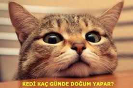 Kedi Kac Gunde Dogum Yapar Dogum Suresi Ne Kadar Kedi Hamileligi Kac Ay Surer