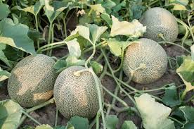 I think i've gotten pretty good at picking the perfect watermelon either at the grocery store, at the farmer's market or at a roadside stand, and i want to share my knowledge with you. How To Harvest And Store Melons Harvest To Table