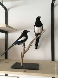 Taxidermie En Noir Et Blanc Objet De Decoration C Elastic Vulture Culture Taxidermy Birds