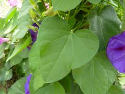 Image result for Ipomoea venosa
