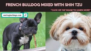 This canine does not want to bark loudly. French Bulldog Mixed With Shih Tzu 101 Info Smiling Bulldogs