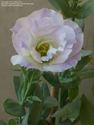 Pin By Saღia Sคlee๓ On E Flowers Lisianthus E Flowers Bluebells