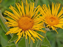 Image result for Inula