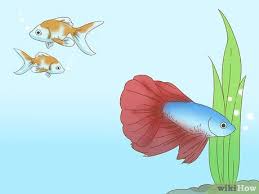We recommend the bigger the better. How To Grow A Bond With Your Betta Fish 11 Steps With Pictures