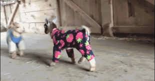 Pajama Party Baby Goat Pictures Baby Goats Goats