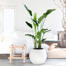 15 Best Low Light Indoor Trees You Can Grow Easily Plantsindoor Bird Of Paradise Idee Deco Salon Jardiniere Interieur Deco