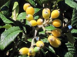 Image result for Eriobotrya