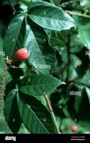 Image result for Paullinia pinnata