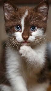 What A Beautiful Kitty Is He Real Pretty Cats Cute Cats And Kittens Beautiful Cats