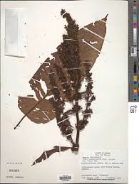 Image result for Rumex ruwenzoriensis