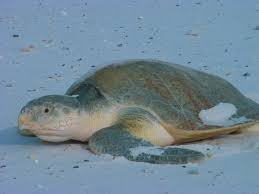 Kemps Ridley Sea Turtle Wikipedia