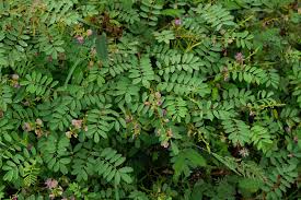 Image result for Tephrosia meisneri