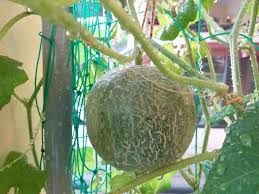 Tips cara tanam tembikai dalam polibag full kedah malaysia. Cara Tanam Rock Melon Dalam Polibeg Buah Manis Berbaloi Tanam Vanilla Kismis