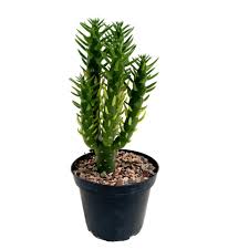 Image result for Austrocylindropuntia subulata