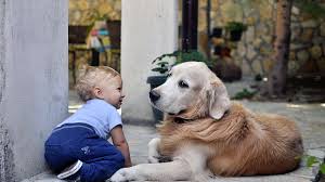 Maybe you would like to learn more about one of these? How To Introduce Dog To Baby Cyberpet