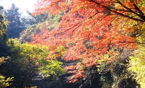 千葉自慢の紅葉スポット４選 観光特集２０２０秋冬 千葉日報オンライン