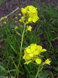 Image result for Sinapis arvensis