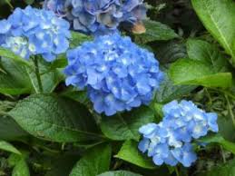 Acidic soils with a ph of less than 6.0 are high in aluminum causing hydrangea flowers to turn blue and purple. The Language Of Hydrangea Flowers Lorraine Ballato
