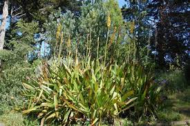 Image result for Wachendorfia