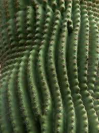 'although it may be common for a bobcat to escape one of it's major predators, it is. 91 Arizona Plants Cacti Ideas Arizona Plants Plants Cactus Plants