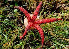 The specific epitet archeri is probably nothing to do with the 'arching' arms of this stinkhorn, which also happen to form shapes like bows (as used in archery). Clathrus Archeri Devil S Fingers Fungus Identification